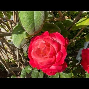 Meet your Posher, Sheyla f